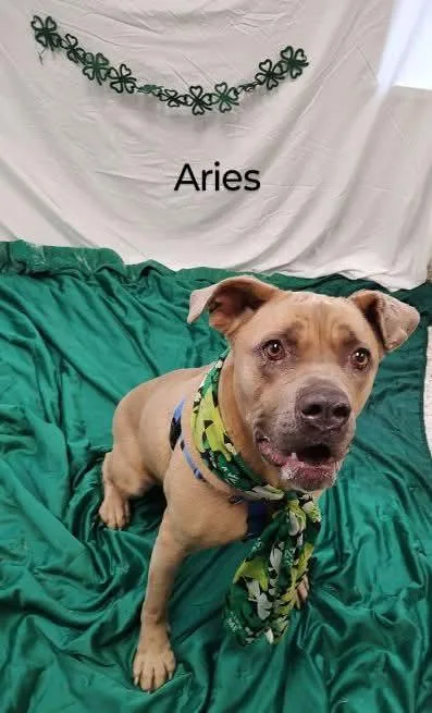 Aries thumbnail 3