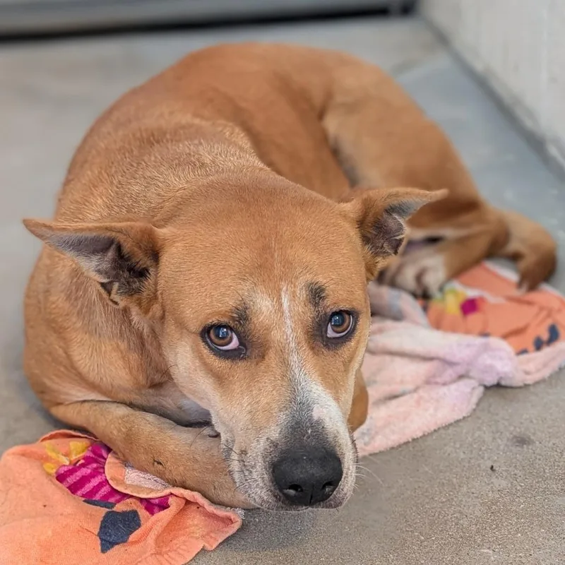 An adult small-sized female Yellow / Tan / Blond / Fawn Pit Bull Terrier dog named Millie for adoption in Buchanan Dam, TX