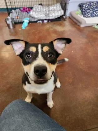 An adult medium-sized male Mixed Breed dog named Anthony for adoption in Independence, MO