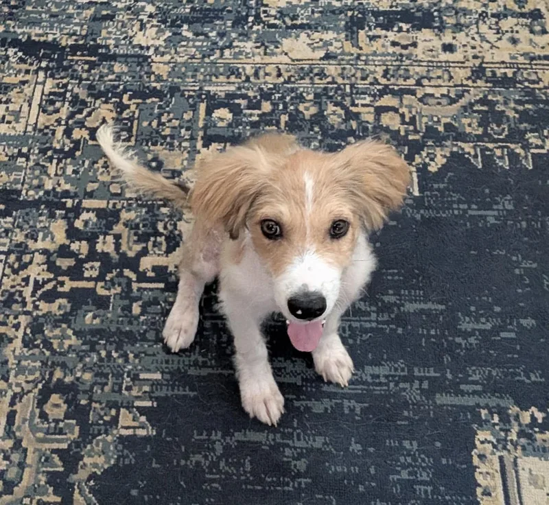 A young medium-sized male Australian Shepherd dog named Sonny for adoption in Tarzana, CA