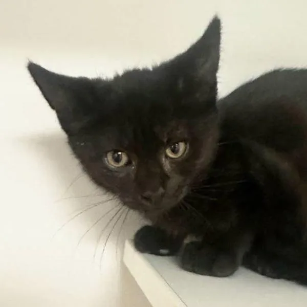 A baby small-sized female Domestic Medium Hair cat named Pookie for adoption in Walnut Creek, CA