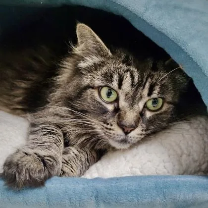 A senior extra large-sized female Domestic Long Hair cat named Lilly for adoption in Burlington, WA