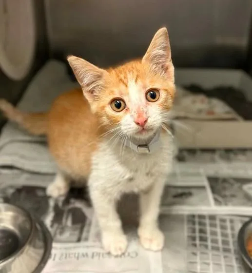 A baby small-sized male Domestic Short Hair cat named Tiny Tim for adoption in Houston, TX