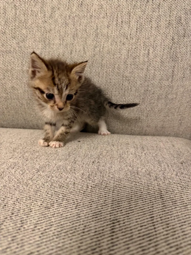 A baby medium-sized male Tabby (Buff / Tan / Fawn) Domestic Short Hair cat named Pasquale for adoption in Charlotte, NC