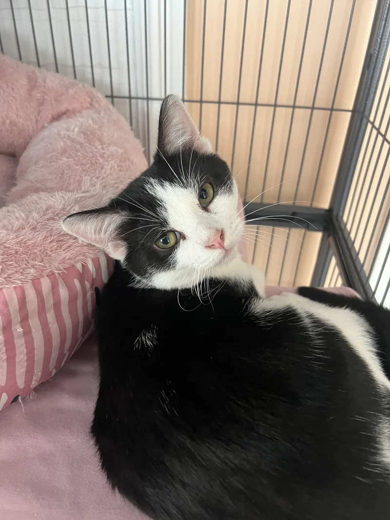 A baby small-sized male Tuxedo cat named Shaq for adoption in Altoona, PA