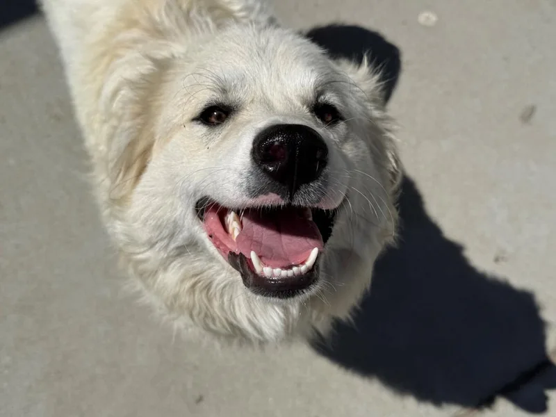 A young large-sized female Great Pyrenees dog named Mia for adoption in Tulsa, OK