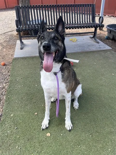 An adult large-sized female Akita dog named Ruby for adoption in Mesa, AZ