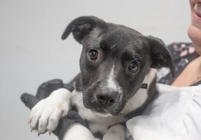 A baby small-sized male Black Labrador Retriever dog named Elmo for adoption in Mountain Home, AR