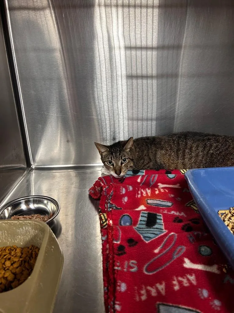 A young medium-sized female Domestic Short Hair cat named Daffy for adoption in Gautier, MS
