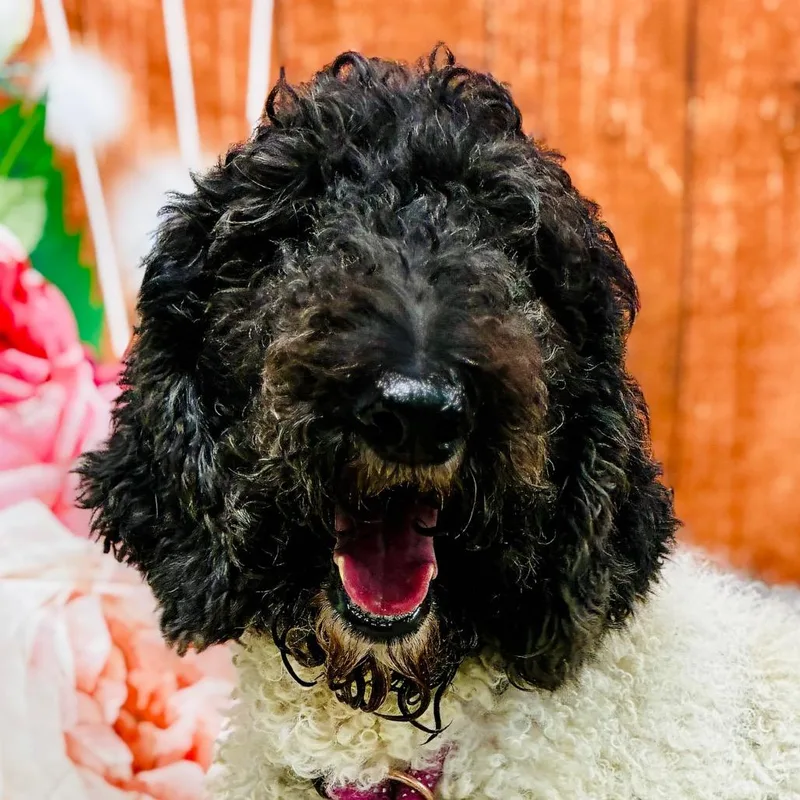 An adult small-sized female White / Cream Standard Poodle dog named Bailey for adoption in Lebanon, MO