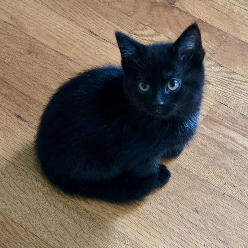A baby medium-sized female Black Domestic Short Hair cat named Noodle for adoption in Greensboro, NC