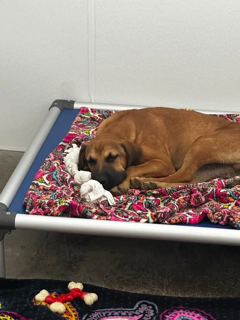 A baby large-sized male Mixed Breed dog named Jed for adoption in Jonesboro, AR