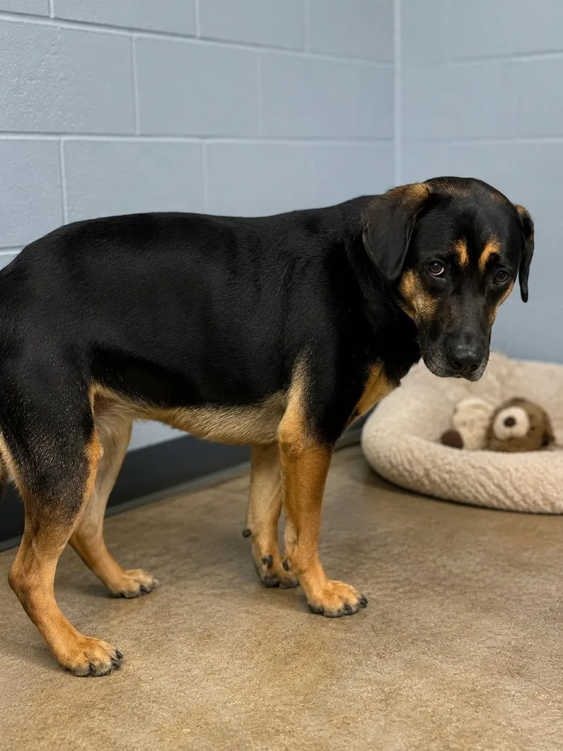 An adult medium-sized male Rottweiler dog named Bruno for adoption in Chatsworth, CA