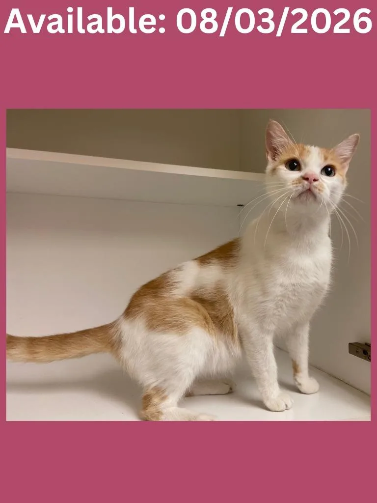 A young medium-sized female Domestic Short Hair cat named Cat Condo for adoption in Greenville, TX