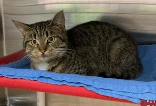 An adult large-sized female Domestic Short Hair cat named Roberta for adoption in Cincinnati, OH