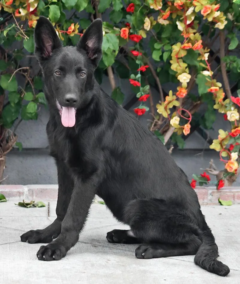 A baby large-sized male Black German Shepherd Dog dog named Houston Von Herten for adoption in Los Angeles, CA