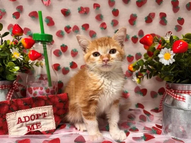 A baby small-sized male Domestic Short Hair cat named Biscuit for adoption in Fairfield, CA