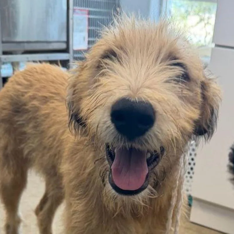 An adult small-sized female Terrier dog named Nova for adoption in Kingman, AZ