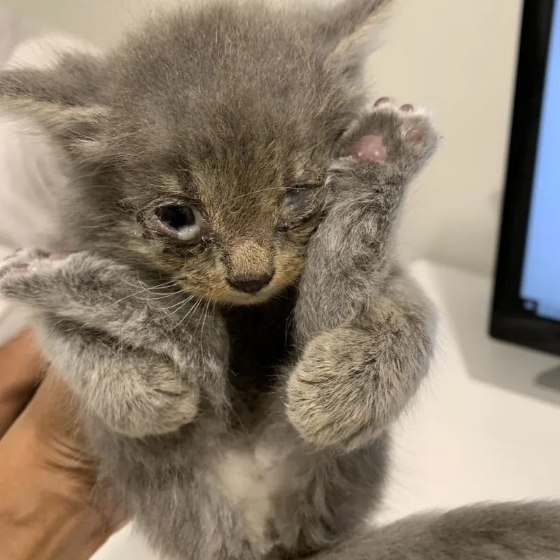 An adult medium-sized male Gray / Blue / Silver Domestic Short Hair cat named Blu for adoption in Tampa, FL