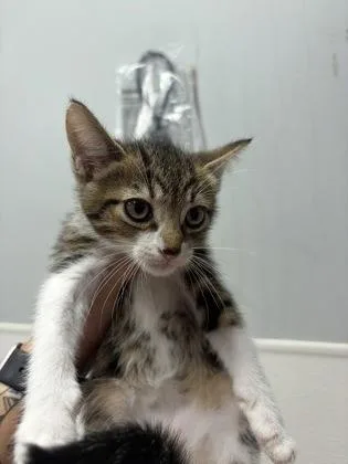 A baby medium-sized male Domestic Short Hair cat named Cyborg for adoption in West Chester, PA