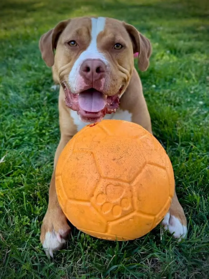 A young medium-sized male Yellow / Tan / Blond / Fawn Pit Bull Terrier dog named Draco for adoption in Westminster, MD