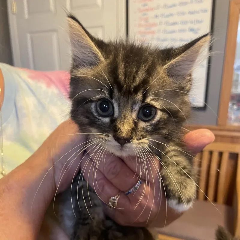 A baby small-sized male Brown / Chocolate Domestic Long Hair cat named Luke for adoption in Marion, IL
