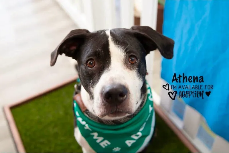 Athena
