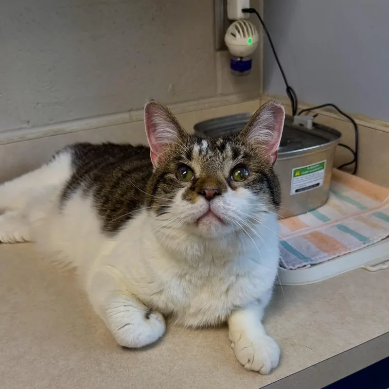 An adult large-sized male White Domestic Short Hair cat named Victor for adoption in Middleburg Heights , OH