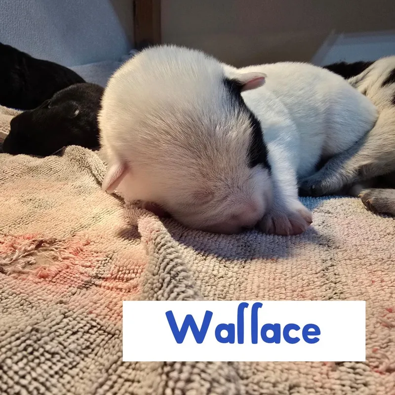 A baby medium-sized male Australian Cattle Dog / Blue Heeler dog named Wallace for adoption in Powell Butte, OR