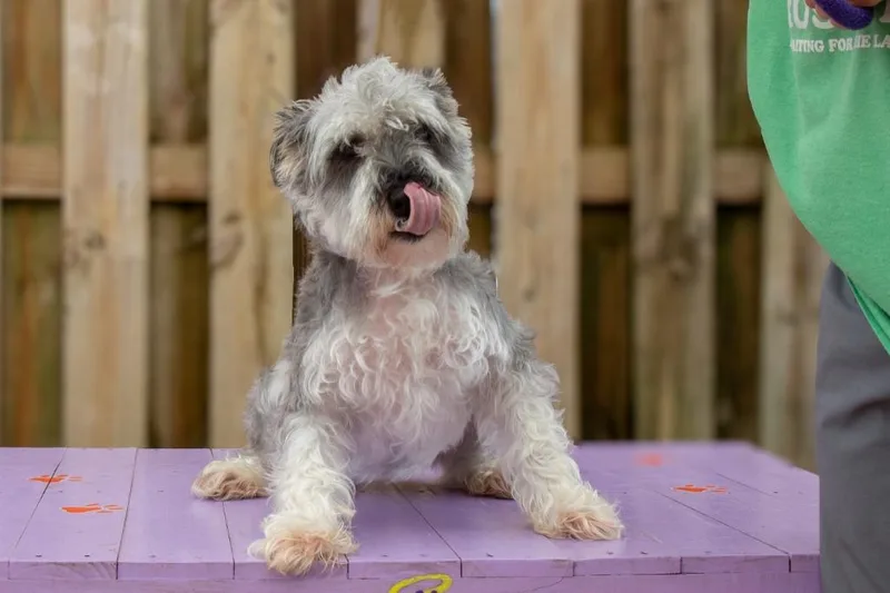 An adult small-sized male Schnauzer dog named Van for adoption in Sebastian, FL