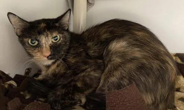 An adult medium-sized female Domestic Short Hair cat named Dutchess for adoption in San Diego, CA