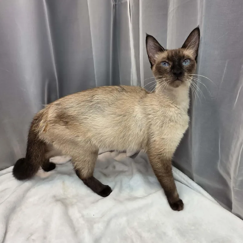 A young medium-sized female Cream Point Siamese cat named Duchess for adoption in Foley, AL