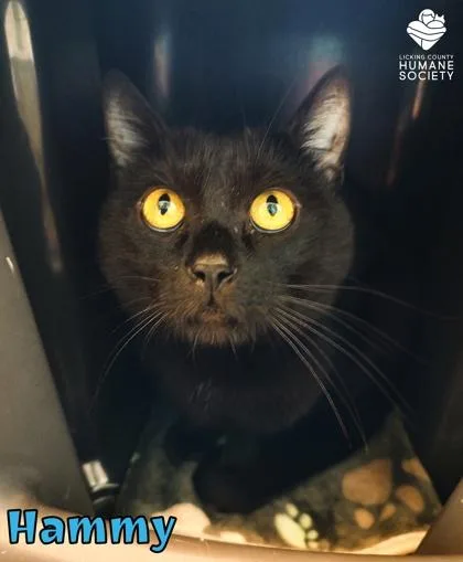 An adult small-sized male Domestic Short Hair cat named Hammy for adoption in Heath, OH