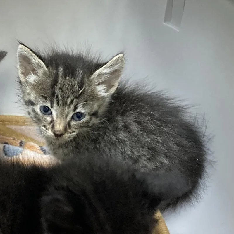A baby small-sized female Brown / Chocolate Domestic Short Hair cat named Tulip for adoption in Galveston, TX