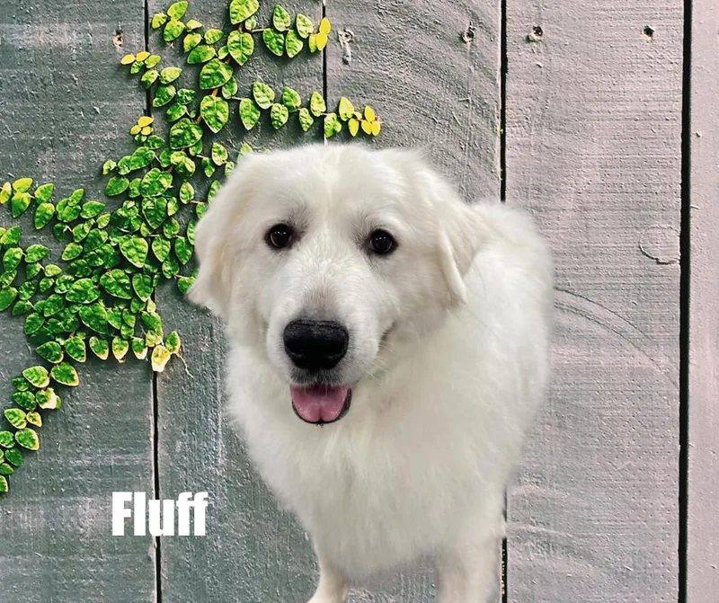 An adult extra large-sized female Great Pyrenees dog named Fluff for adoption in Marshville, NC
