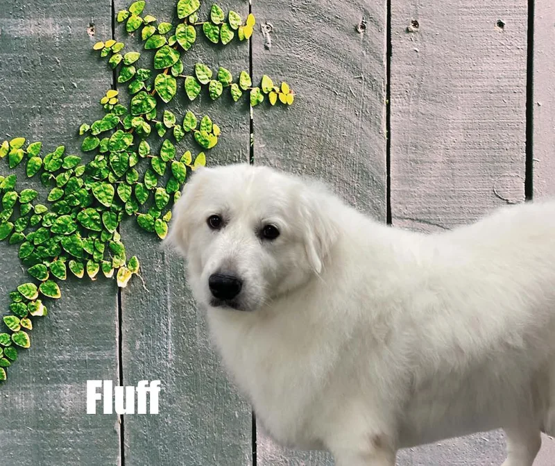 Fluff thumbnail 2