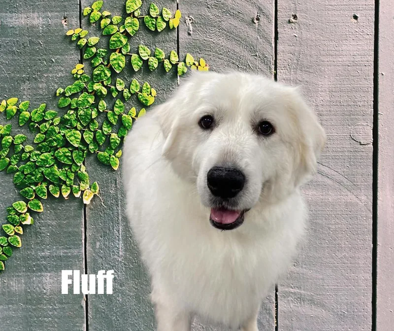 Fluff thumbnail 3