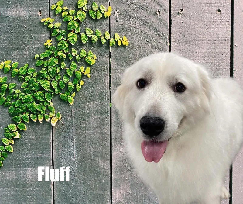 Fluff thumbnail 4