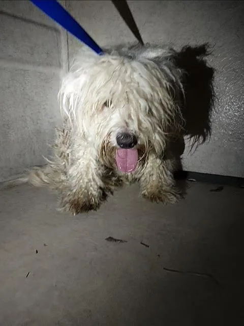A young medium-sized male Wheaten Terrier dog named Elliot for adoption in Chula Vista, CA