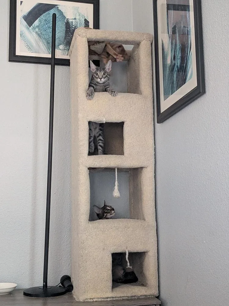 A young small-sized male Gray / Blue / Silver Tabby cat named Zebra Cakes for adoption in Dallas, TX