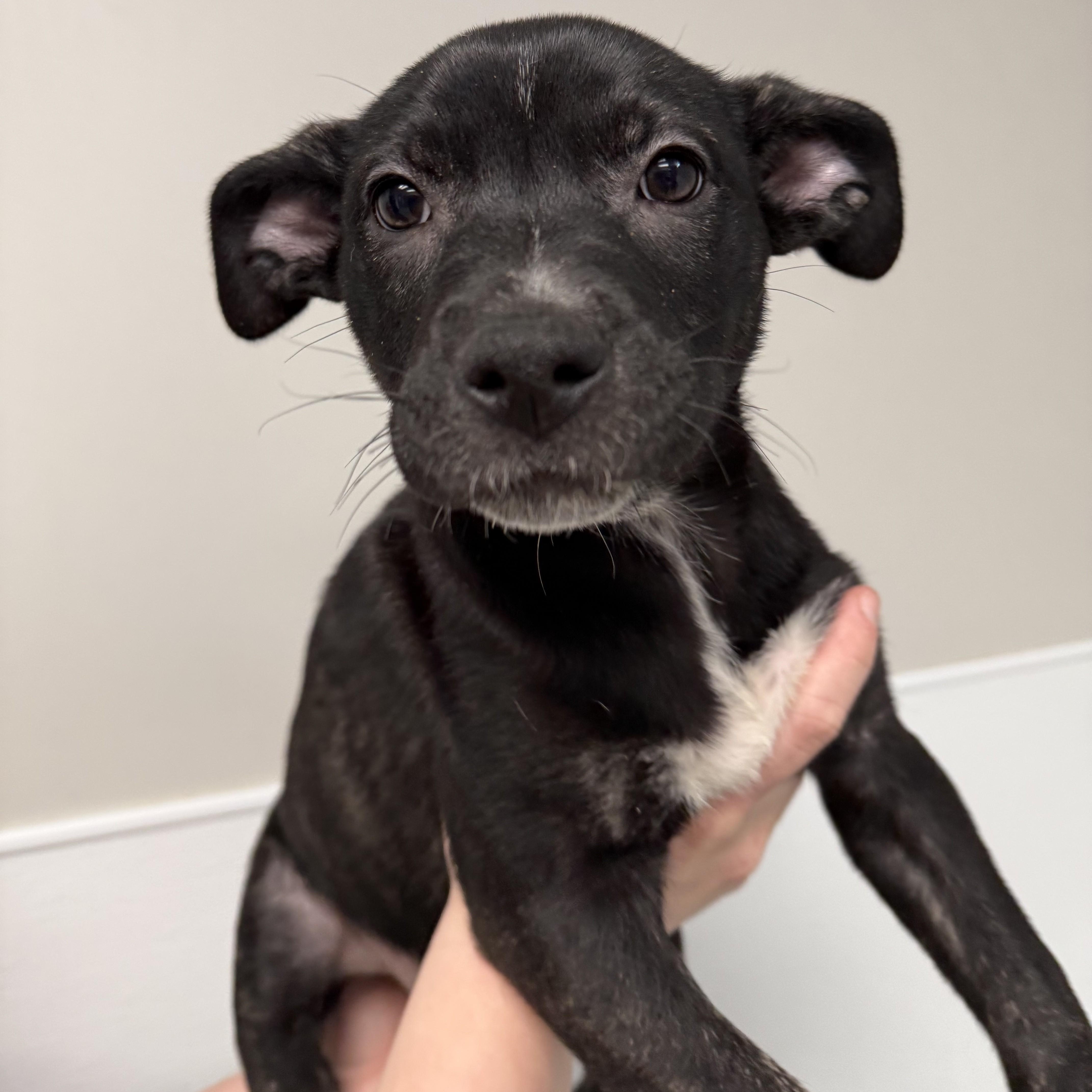 A baby large-sized female Black Mixed Breed dog named Jackie for adoption in Detroit, MI