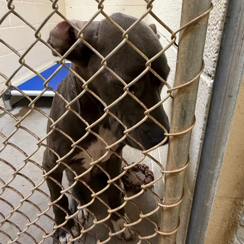 An adult medium-sized male Gray / Blue / Silver Great Dane dog named Diesel for adoption in Palestine, TX