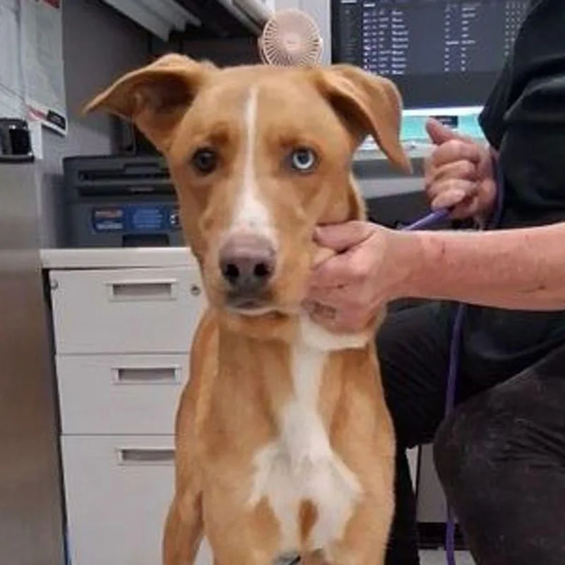 An adult large-sized male Yellow / Tan / Blond / Fawn German Shepherd Dog dog named Apollo for adoption in Lake Havasu City, AZ