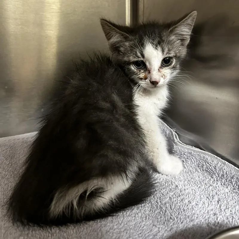 A baby small-sized male White Domestic Medium Hair cat named Codi for adoption in Upland, CA