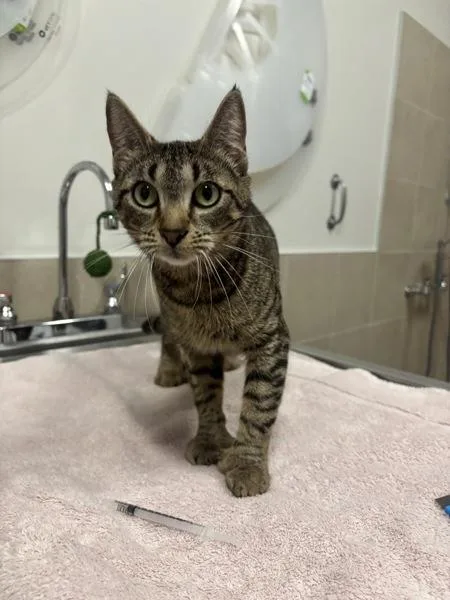 An adult medium-sized female Domestic Short Hair cat named Pixy for adoption in Stratham, NH