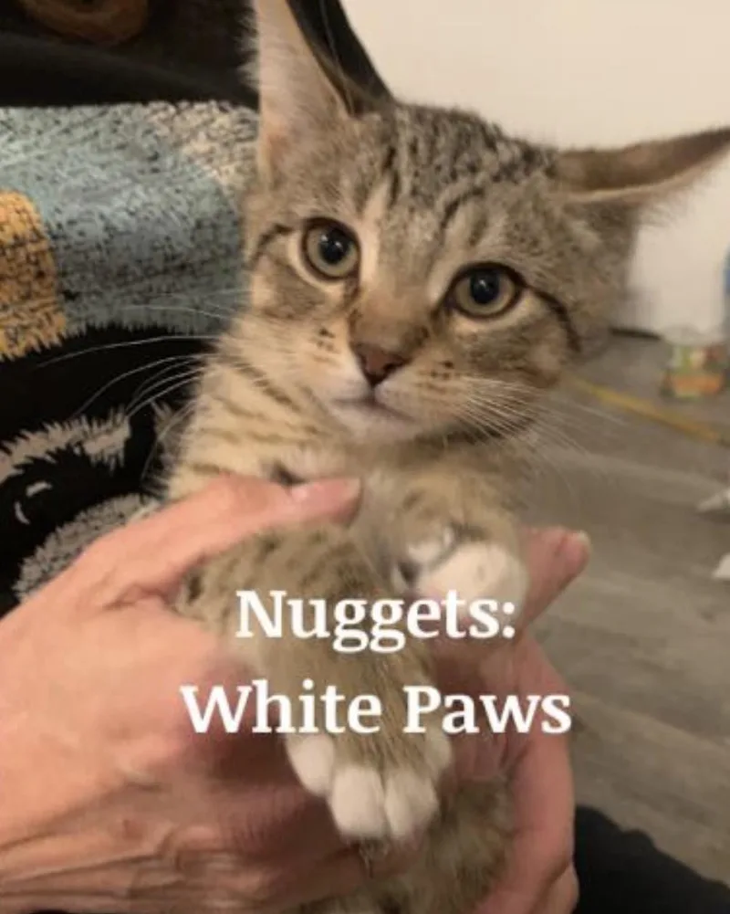 A young medium-sized male Domestic Short Hair cat named Nugget for adoption in Spring Lake, NJ