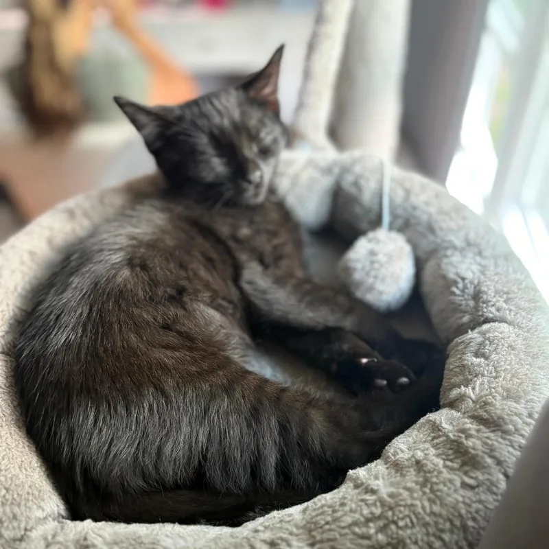 Ollie
