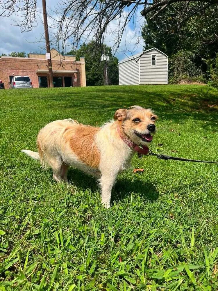 An adult medium-sized female Terrier dog named Layla for adoption in Candler, NC