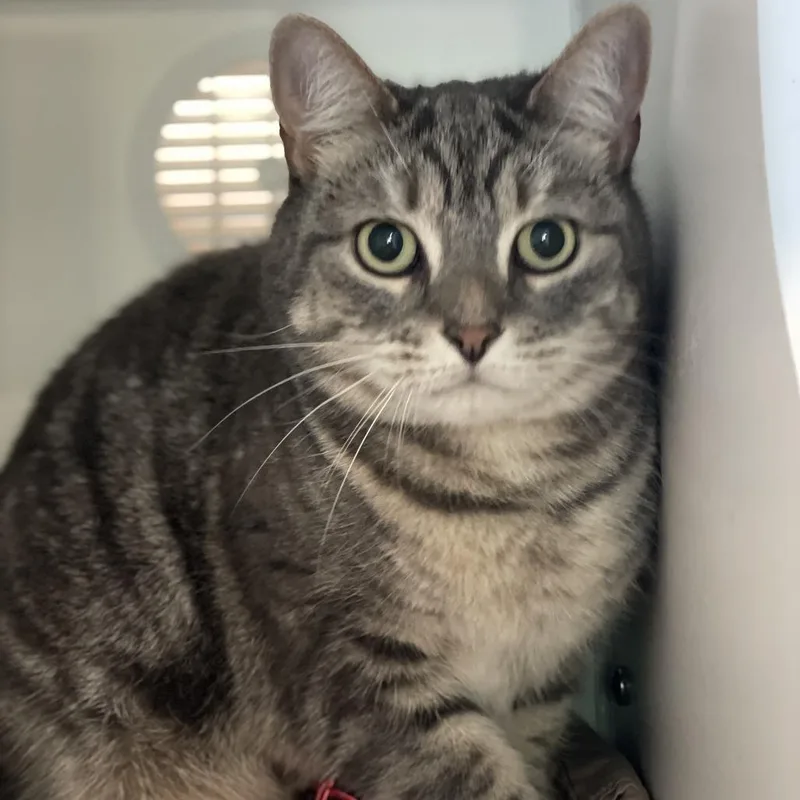 An adult medium-sized female Gray / Blue / Silver Domestic Short Hair cat named Lily for adoption in South Burlington, VT