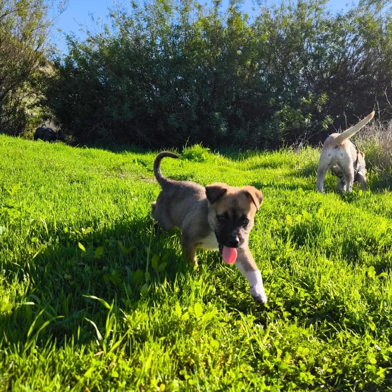 Moctezuma thumbnail 3